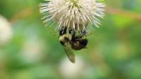 Bee on flower