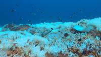 A reef of partially bleached coral under dark blue water with a variety of darkly colored fish swimming above the coral.