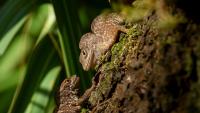 Two Cuban brown anoles, Anolis sagrei (Credit: Day's Edge Productions)