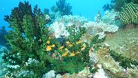 A school of small orange planktivorous fish swim around coral in the ocean.