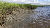 Degraded marsh on Cumberland Island, Georgia.