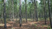 Pine Trees in Georgia