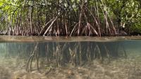 mangroves