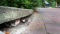 Campus cat