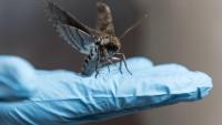 <p>Hawkmoth on hand</p>