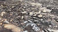 July 2023: A long line of scattered rocks indicate a fresh fault in the outcrop within the Davidson-Arabia Mountain Nature Preserve. (Photo: Arabia Mountain National Heritage Area)