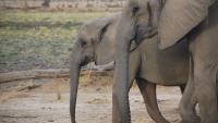 Profiles of two eastern African elephants walking side by side.