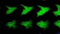 Persister bacteria