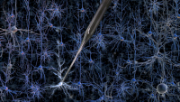 A robotically controlled glass electrode enables single-cell electrical recordings in living brain tissue. Credit: Georgia Tech