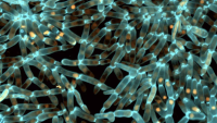 Evolved snowflake yeast