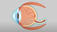 Eye