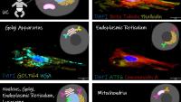 renderings of organelles