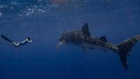 Whale shark in the ocean. 