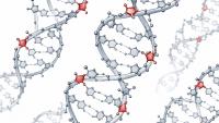 Scientific rendering of multiple DNA double helices with several embedded ribonucleotides highlighted in red along the strands. The red RNA building blocks appear at distinct locations within the gray DNA structure, illustrating how ribonucleotides can become incorporated into human DNA.