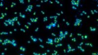 A constellation of blue and green cell clusters. Blue cell walls surround small green compartments.