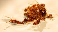 ants