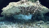 A rock with mussels attached has a block of ice underneath it. 