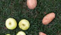 apples and sweet potatoes