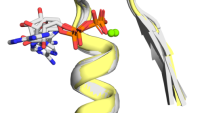 Schematic representation of cofactor-bound Walker A P-loops. 