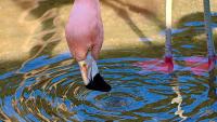 flamingo looking in water
