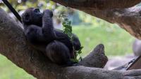 Photo credit: Adam Thompson, Zoo ATL
