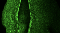 The neural tube