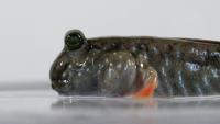 Mudskipper