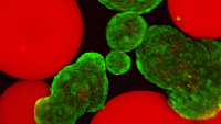 <p>Islets (stained green with viability stain) mixed with microgels presenting FasL (red).</p>