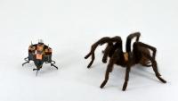 Can this small robot outrun a spider? Photo Credit: Animal Inspired Movement and Robotics Lab, CU Boulder.