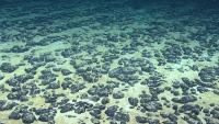 Polymetallic nodules containing certain critical minerals can be found scattered across the seabed in some parts of the ocean. Here, manganese nodules found off the Southeastern U.S. in 2019.