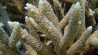 Staghorn coral (Image credit: David Burdick, NOAA)