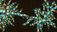 Image of yeast cells from the MuLTEE experiment