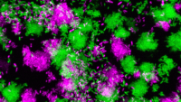 An image of purple and green bacteria taken with a microscope