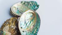 three seashells