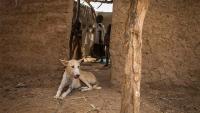 A dog in Chad is tethered to prevent the spread of Guinea worm disease. The number of human and animal cases of the disease in Chad dropped by 27% from 2021 to 2022. [Courtesy of Carter Center]