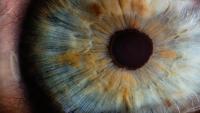 A human eye