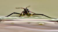 a water bug standing on water